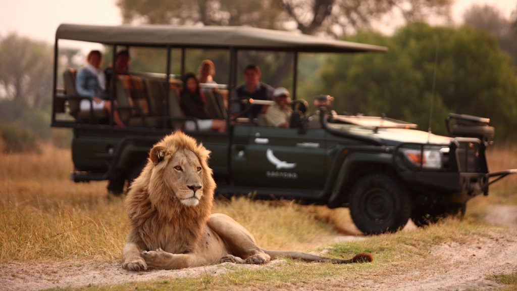 Botswana-Sandibe-Experience-Game-Drive-lion-and-vehicle-Website-1920x1080-fill-gravityauto-Q_AutoBest-1